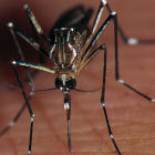 Aedes aegypti mosquito by Flickr/Marco Gaiani Aedes aegypti mosquito by Flickr/Marco Gaiani