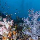 Ocean coral Ocean coral