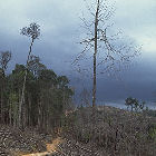 La déforestation La déforestation