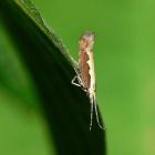 Diamondback moth Diamondback moth