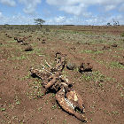 Cattle deaths caused by drought Cattle deaths caused by drought