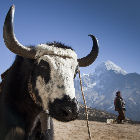 Solar panels being installed Cattle and people in Himalayas