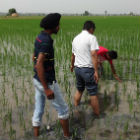 Installing tensiometers in rice fields in Punjab, India