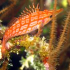Longnose hawkfish in the Namena Marine Reserve Longnose hawkfish in the Namena Marine Reserve