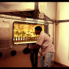 Researcher looks at plants in incubator Researcher looks at plants in incubator