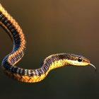 A snake A snake